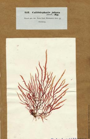 Calliblepharis jubata_147.jpg